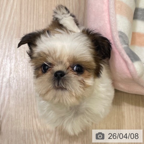 富山県のシーズー (ペットプラス 高岡店/2026年2月4日生まれ/女の子/ホワイトゴールド)の子犬の3枚目の画像