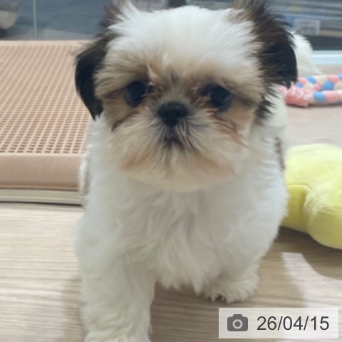 富山県のシーズー (ペットプラス 高岡店/2026年2月4日生まれ/女の子/ホワイトゴールド)の子犬の3枚目の画像