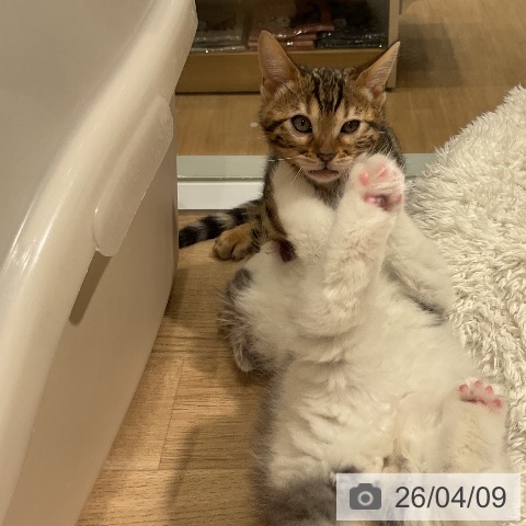 ベンガルの写真