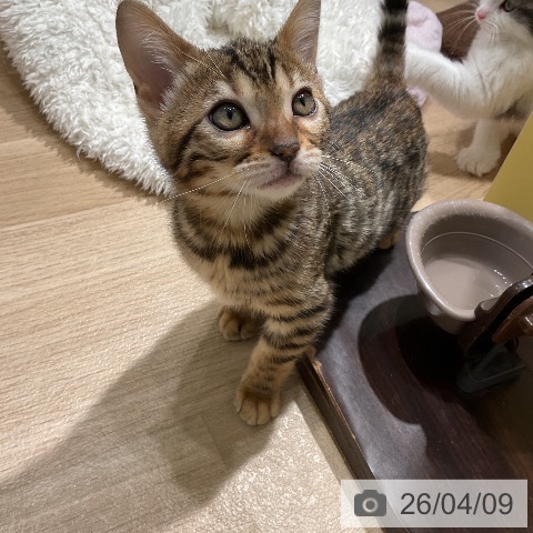 ベンガルの写真