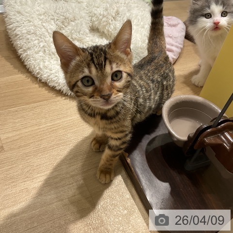 ベンガルの写真