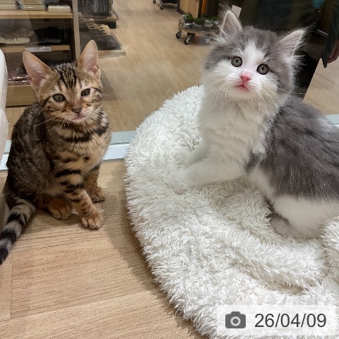 ベンガルの写真