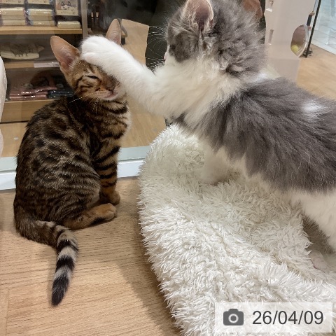 ベンガルの写真