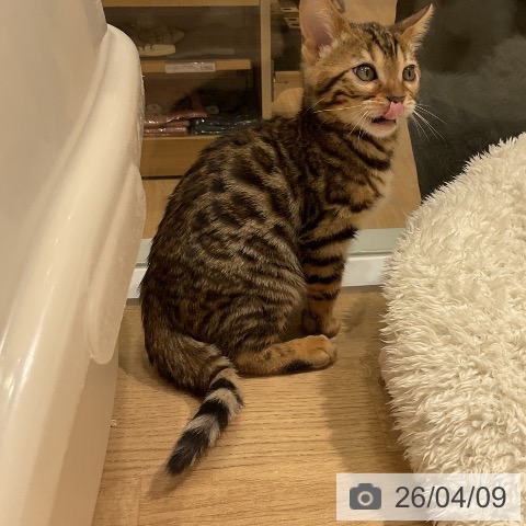 ベンガルの写真