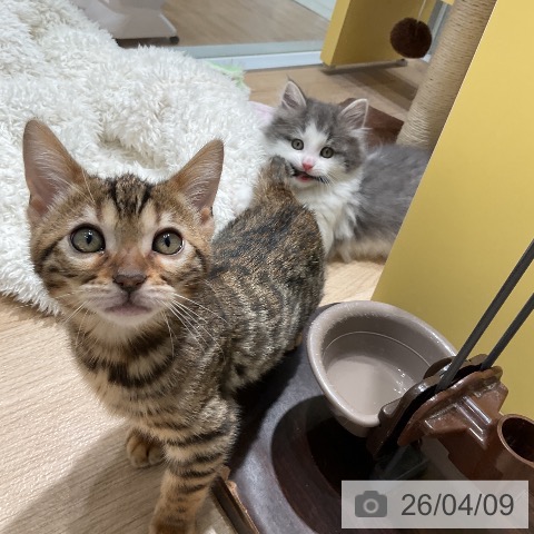 ベンガルの写真