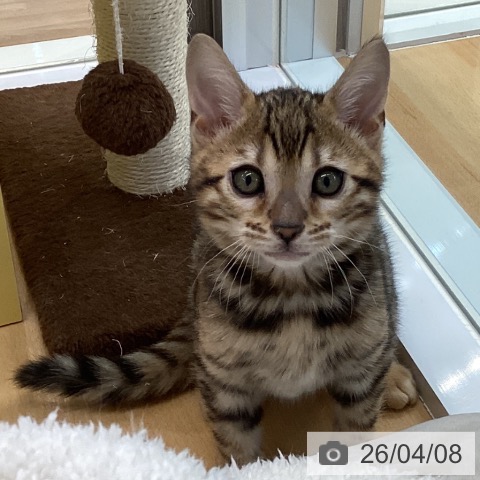 愛知県のベンガル (ペットプラス mozoワンダーシティ店/2026年2月3日生まれ/男の子/ブラウンスポットタビー)の子猫の4枚目の画像