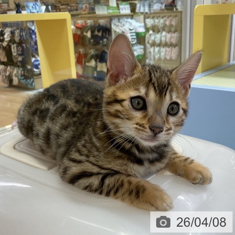 愛知県のベンガル (ペットプラス mozoワンダーシティ店/2026年2月3日生まれ/男の子/ブラウンスポットタビー)の子猫の3枚目の画像