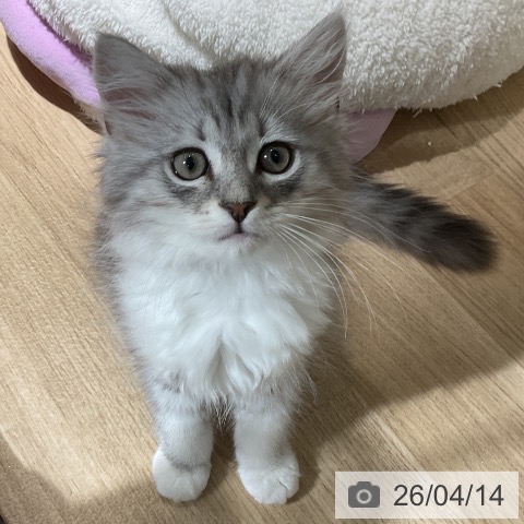 愛知県のミヌエット (ペットプラス イオンモール豊川店/2026年1月23日生まれ/男の子/シェーデットシルバー)の子猫の4枚目の画像