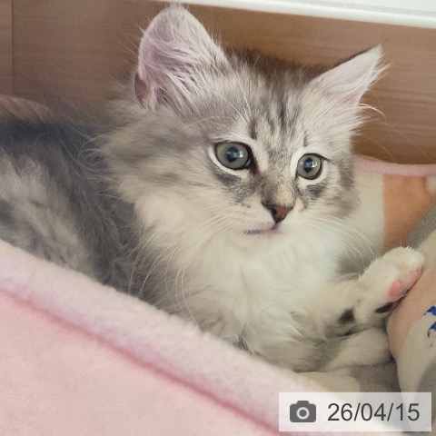 愛知県のミヌエット (ペットプラス イオンモール豊川店/2026年1月23日生まれ/男の子/シェーデットシルバー)の子猫の3枚目の画像