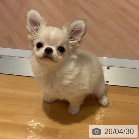 チワワの写真