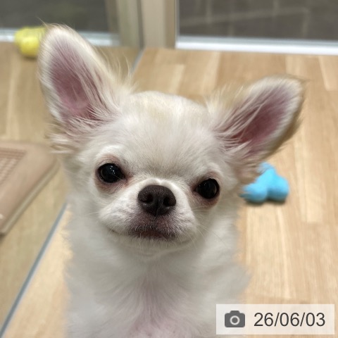 チワワの写真