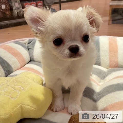 愛知県のチワワ(ロング) (ペットプラス 名古屋茶屋店/2026年2月5日生まれ/男の子/クリーム)の子犬の4枚目の画像