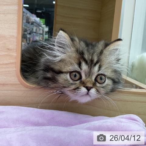 福井県のスコティッシュフォールド (ペットプラス 福井店/2026年2月5日生まれ/男の子/ブラウンタビー)の子猫の4枚目の画像