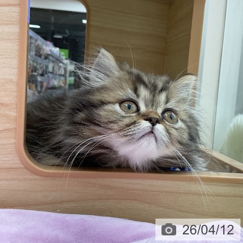 福井県のスコティッシュフォールド (ペットプラス 福井店/2026年2月5日生まれ/男の子/ブラウンタビー)の子猫の3枚目の画像