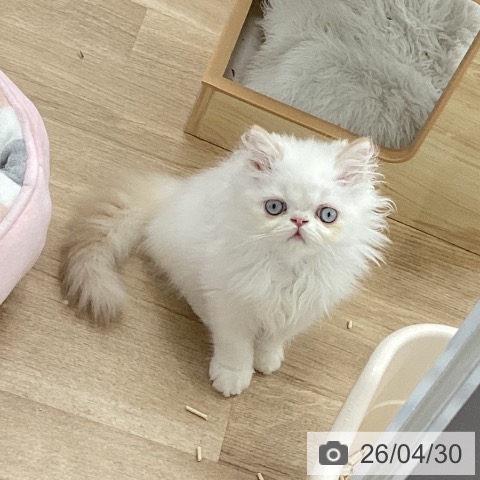 愛知県のエキゾチック (ペットプラス 豊橋牧野店/2026年2月5日生まれ/男の子/フレームポイント)の子猫の3枚目の画像