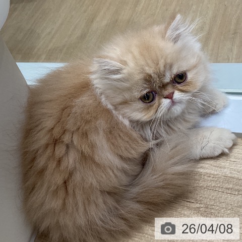 愛知県のエキゾチック (ペットプラス ナゴヤドーム前店/2026年2月5日生まれ/女の子/クリームタビー)の子猫の4枚目の画像