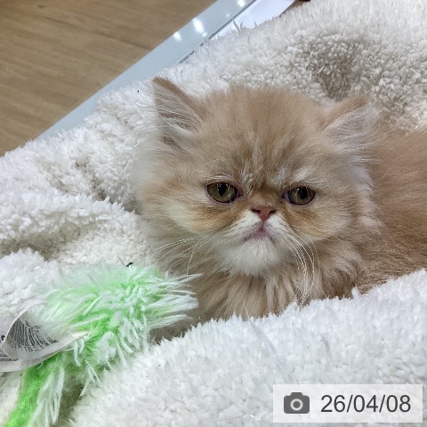 愛知県のエキゾチック (ペットプラス ナゴヤドーム前店/2026年2月5日生まれ/女の子/クリームタビー)の子猫の3枚目の画像