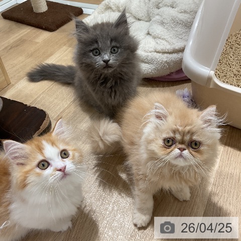 愛知県のエキゾチック (ペットプラス ナゴヤドーム前店/2026年2月5日生まれ/女の子/クリームタビー)の子猫の4枚目の画像