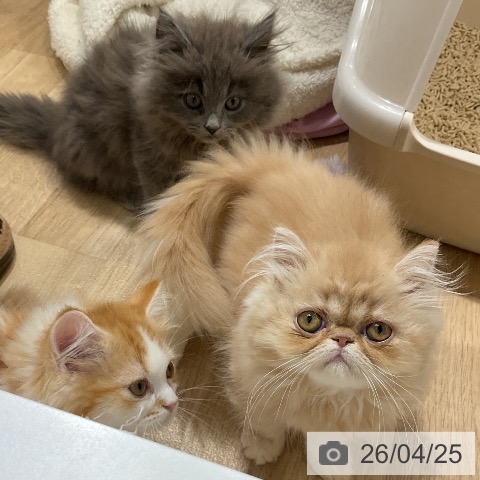 愛知県のエキゾチック (ペットプラス ナゴヤドーム前店/2026年2月5日生まれ/女の子/クリームタビー)の子猫の3枚目の画像