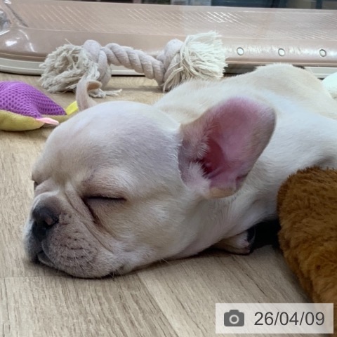 フレンチ・ブルドッグの写真