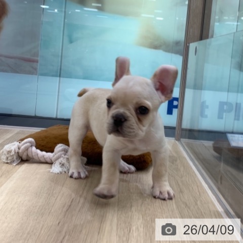 フレンチ・ブルドッグの写真