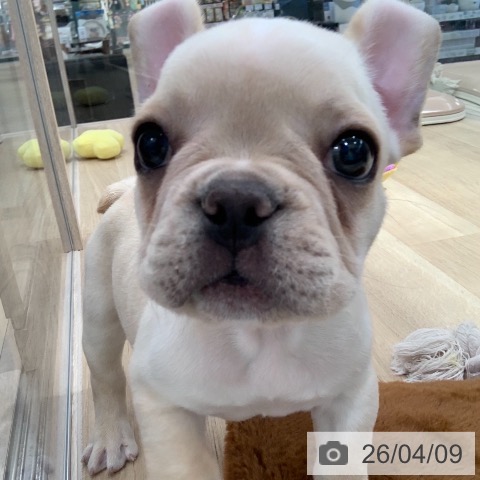 フレンチ・ブルドッグの写真