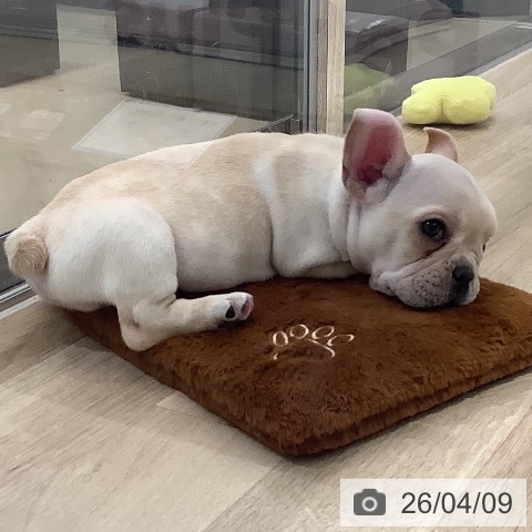 フレンチ・ブルドッグの写真