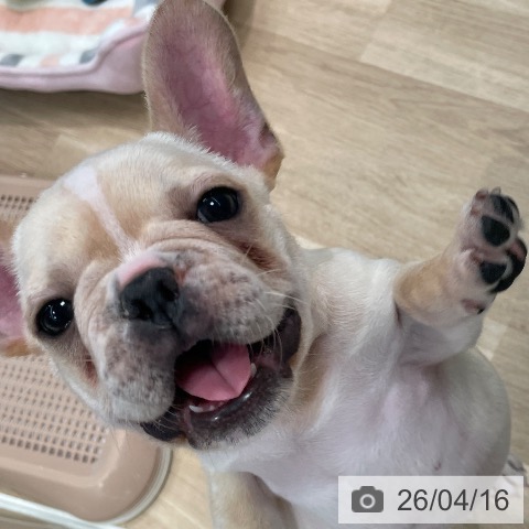 東京都のフレンチブルドッグ (ペットプラス 大井町トラックス店/2026年2月4日生まれ/男の子/クリームホワイト)の子犬の3枚目の画像