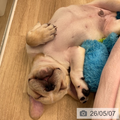 神奈川県のフレンチブルドッグ (ペットプラス 天王町店/2026年2月4日生まれ/男の子/クリームホワイト)の子犬の3枚目の画像