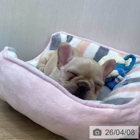 フレンチ・ブルドッグの写真