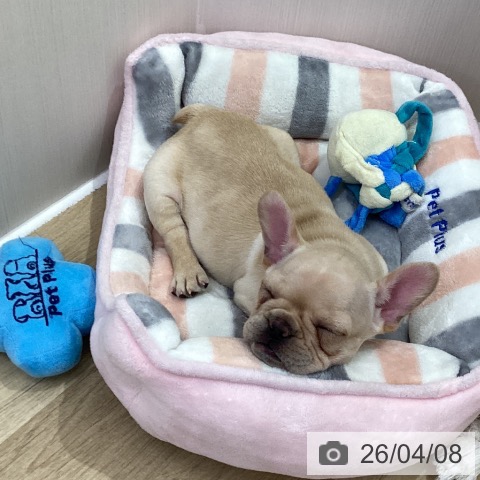 フレンチ・ブルドッグの写真