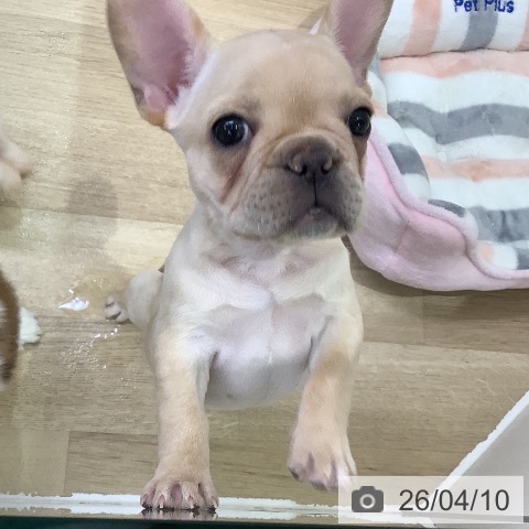 山梨県のフレンチブルドッグ (ペットプラス 甲府昭和店/2026年2月4日生まれ/女の子/クリーム)の子犬の3枚目の画像