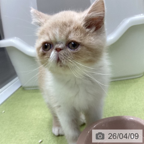 エキゾチックの写真