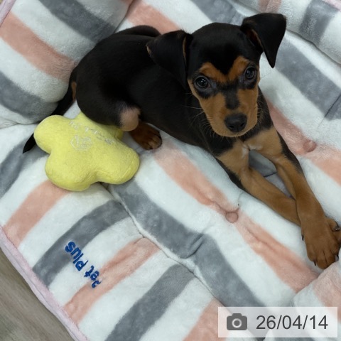 群馬県のミニチュアピンシャー (ペットプラス イオンモール太田店/2026年2月1日生まれ/女の子/ブラックタン)の子犬の4枚目の画像