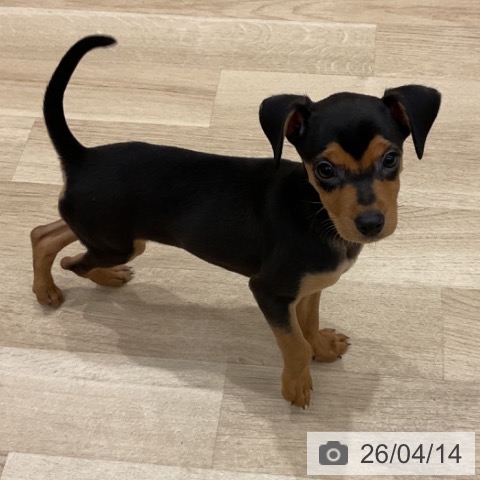 群馬県のミニチュアピンシャー (ペットプラス イオンモール太田店/2026年2月1日生まれ/女の子/ブラックタン)の子犬の3枚目の画像