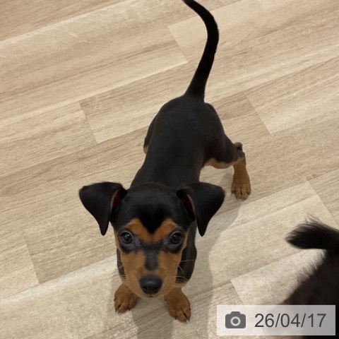 ミニチュア・ピンシャーの写真