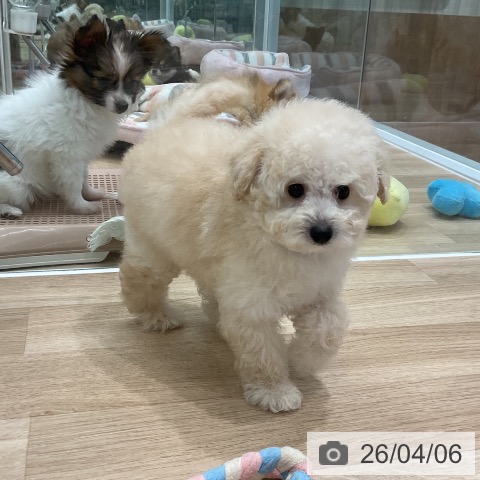 愛知県のトイプードル(トイ) (ペットプラス 熱田店/2026年2月4日生まれ/男の子/クリーム)の子犬の4枚目の画像