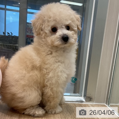 愛知県のトイプードル(トイ) (ペットプラス 熱田店/2026年2月4日生まれ/男の子/クリーム)の子犬の3枚目の画像