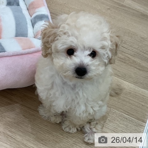 愛知県のトイプードル(トイ) (ペットプラス みなと店/2026年2月4日生まれ/男の子/クリーム)の子犬の3枚目の画像