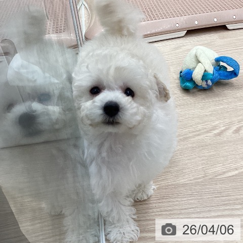 石川県のトイプードル(トイ) (ペットプラス 白山店/2026年2月4日生まれ/男の子/ホワイト)の子犬の4枚目の画像