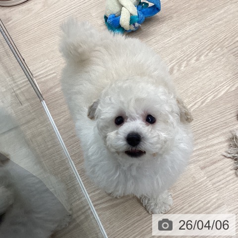 石川県のトイプードル(トイ) (ペットプラス 白山店/2026年2月4日生まれ/男の子/ホワイト)の子犬の3枚目の画像