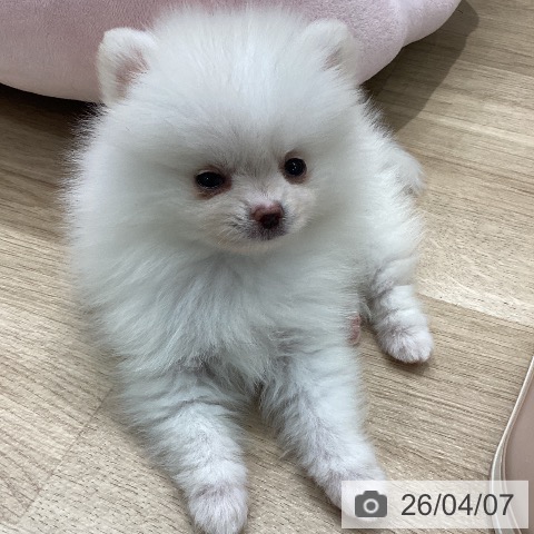 ポメラニアンの写真