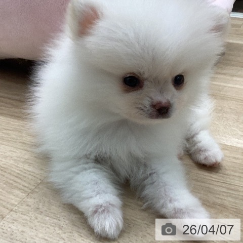 ポメラニアンの写真