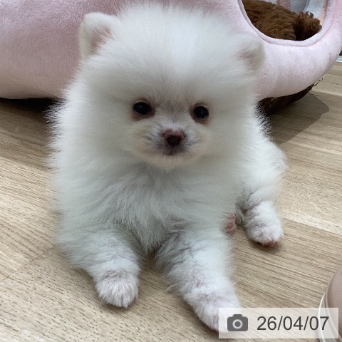 ポメラニアンの写真