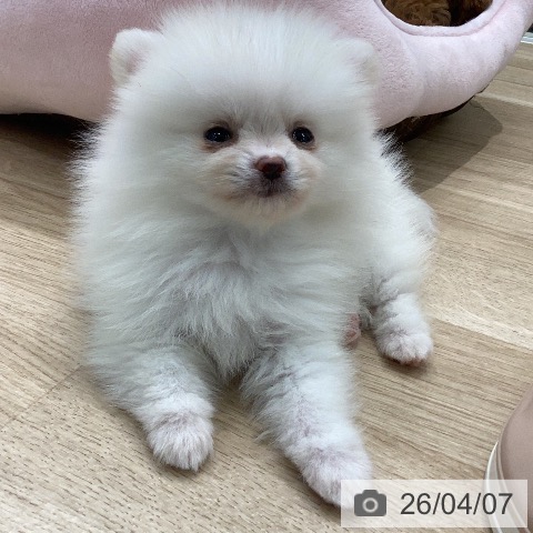 ポメラニアンの写真