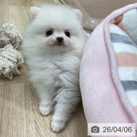 ポメラニアンの写真