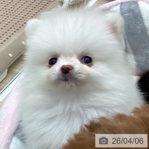 ポメラニアンの写真