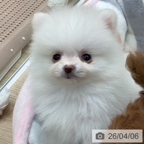 ポメラニアンの写真