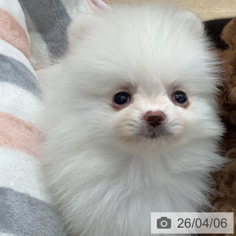 ポメラニアンの写真