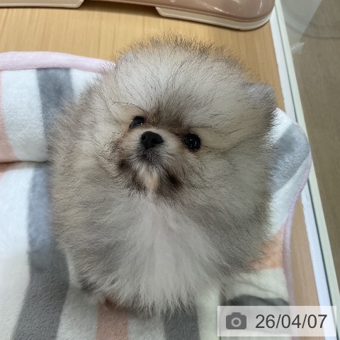 ポメラニアンの写真